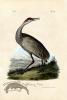 Whooping Crane